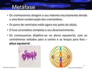 Metáfase
• Os cromossomas atingem o seu máximo encurtamento devido
a uma forte condensação dos cromatídeos.
• Os pares de centríolos estão agora nos polos da célula.

• O fuso acromático completa o seu desenvolvimento.
• Os cromossomas dispõem-se no plano equatorial, com os
centrómeros voltados para o centro e os braços para fora –
placa equatorial.

19
http://www.biologia.edu.ar/

http://marconi2csa.blogspot.pt

 