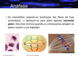 Anáfase
• Os cromatídios separam-se (contração das fibras do fuso
acromático) e deslocam-se para polos opostos (ascensão
polar). Esta fase termina quando os cromossomas atingem os
polos e param a sua migração.

http://www.biologia.edu.ar/

http://marconi2csa.blogspot.pt

20

 