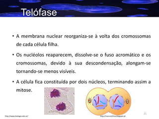 Telófase
• A membrana nuclear reorganiza-se à volta dos cromossomas
de cada célula filha.
• Os nucléolos reaparecem, dissolve-se o fuso acromático e os
cromossomas, devido à sua descondensação, alongam-se
tornando-se menos visíveis.
• A célula fica constituída por dois núcleos, terminando assim a
mitose.

21
http://www.biologia.edu.ar/

http://marconi2csa.blogspot.pt

 