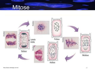 Mitose

http://www.sobiologia.com.br/

22

 