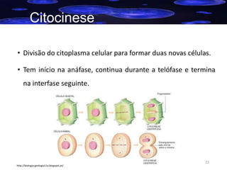 Citocinese
• Divisão do citoplasma celular para formar duas novas células.
• Tem início na anáfase, continua durante a telófase e termina

na interfase seguinte.

23
http://biologia-geologia11a.blogspot.pt/

 