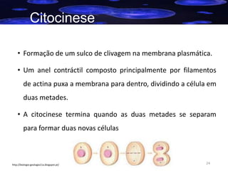 Citocinese
• Formação de um sulco de clivagem na membrana plasmática.
• Um anel contráctil composto principalmente por filamentos

de actina puxa a membrana para dentro, dividindo a célula em
duas metades.
• A citocinese termina quando as duas metades se separam

para formar duas novas células

http://biologia-geologia11a.blogspot.pt/

24

 