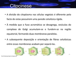 Citocinese
• A divisão do citoplasma nas células vegetais é diferente pelo
facto de estas possuírem uma parede celulósica rígida.
• À medida que o fuso acromático se desagrega, vesículas do
complexo de Golgi acumulam-se e fundem-se na região
equatorial, formando duas membranas paralelas.
• A subsequente deposição e orientação de fibras celulósicas
entre essas membranas acabam por separá-las.

25
http://biologia-geologia11a.blogspot.pt/

 