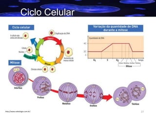 Ciclo Celular

http://www.sobiologia.com.br/

27

 
