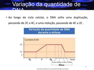 Variação da quantidade de
DNA
• Ao longo do ciclo celular, o DNA sofre uma duplicação,
passando de 2C a 4C, e uma redução, passando de 4C a 2C .

29
http://www.sobiologia.com.br/conteudos/Citologia2/nucleo6.php

 