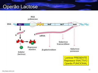 Operão Lactose

http://www.cientic.com

37

 