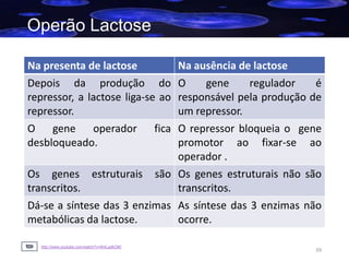 Operão Lactose
Cromossoma
Na ausência de lactose
O
gene
regulador
é
responsável pela produção de
um repressor.
O repressor bloqueia o gene
promotor ao fixar-se ao
operador .
Os genes estruturais são Os genes estruturais não são
transcritos.
transcritos.
Dá-se a síntese das 3 enzimas As síntese das 3 enzimas não
metabólicas da lactose.
ocorre.
Na presenta de lactose
Depois da produção do
repressor, a lactose liga-se ao
repressor.
O gene
operador fica
desbloqueado.

http://www.youtube.com/watch?v=lK4LadkOll0

39

 