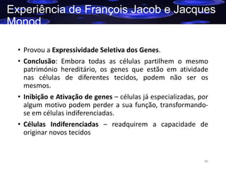 Experiência de François Jacob e Jacques
Monod
• Provou a Expressividade Seletiva dos Genes.
• Conclusão: Embora todas as células partilhem o mesmo
património hereditário, os genes que estão em atividade
nas células de diferentes tecidos, podem não ser os
mesmos.
• Inibição e Ativação de genes – células já especializadas, por
algum motivo podem perder a sua função, transformandose em células indiferenciadas.
• Células Indiferenciadas – readquirem a capacidade de
originar novos tecidos

40

 