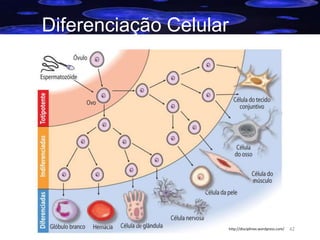 Diferenciação Celular

http://disciplinex.wordpress.com/

42

 