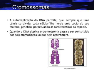 Cromossomas
• A autorreplicação do DNA permite, que, sempre que uma
célula se divide, cada célula-filha herde uma cópia do seu
material genético, perpetuando as características da espécie.
• Quando o DNA duplica o cromossoma passa a ser constituído
por dois cromatídeos unidos pelo centrómero.

5
http://www.japassei.pt

 