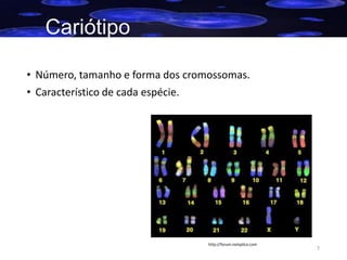 Cariótipo
• Número, tamanho e forma dos cromossomas.
• Característico de cada espécie.

http://forum.netxplica.com

7

 
