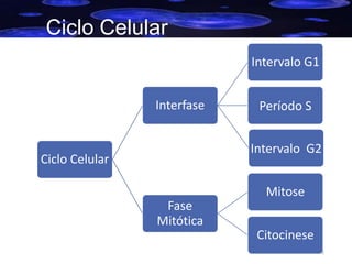 Ciclo Celular
Intervalo G1

Interfase

Período S
Intervalo G2

Ciclo Celular

Mitose
Fase
Mitótica

Citocinese
8

 
