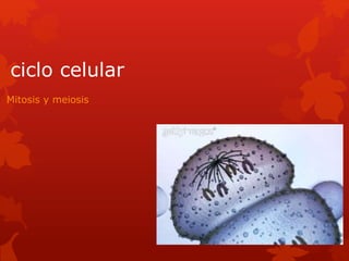 ciclo celular 
Mitosis y meiosis 
 