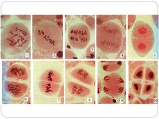 Ciclo celular (para repasar)