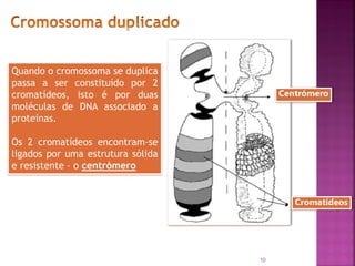 10
Quando o cromossoma se duplica
passa a ser constituído por 2
cromatídeos, isto é por duas
moléculas de DNA associado a
proteínas.
Os 2 cromatídeos encontram-se
ligados por uma estrutura sólida
e resistente – o centrómero
Centrómero
Cromatídeos
 