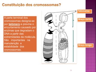 11
9 A parte terminal dos
cromossomas designa-se
por telómero e previne o
encurtamento causado por
enzimas que degradam o
DNA a partir das
extremidades da molécula.
São importantes na
manutenção e
estabilidade dos
cromossomas.
Telómeros
Braço curto
Braço longo
 