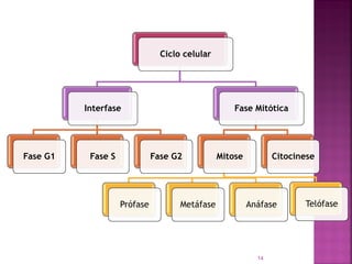 Ciclo celular
Interfase
Fase G1 Fase S Fase G2
Fase Mitótica
Mitose
Prófase Metáfase Anáfase Telófase
Citocinese
14
 