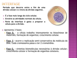  Apresenta 3 fases:
 Fase G1 – a célula trabalha intensamente na biossíntese de
materiais; formação de organitos; crescimento celular.
 Fase S – ocorre a replicação semi-conservativa da molécula do
DNA. Cada cromossoma passa a ter 2 cromatídios.
 Fase G2 - sintetiza biomoléculas necessárias à divisão celular;
crescimento celular e formação de organitos celulares.
Período que decorre entre o fim de uma
divisão celular e o início da divisão seguinte.
 É a fase mais longa do ciclo celular.
 Envolve as atividades normais da célula.
 Parte da interfase é gasta a preparar a
célula para a divisão.
 