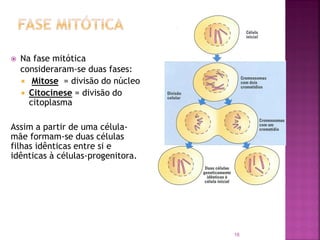  Na fase mitótica
consideraram-se duas fases:
 Mitose = divisão do núcleo
 Citocinese = divisão do
citoplasma
Assim a partir de uma célula-
mãe formam-se duas células
filhas idênticas entre si e
idênticas à células-progenitora.
18
 