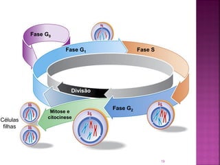 19
Fase G0
Fase G1 Fase S
Fase G2
Divisão
Mitose e
citocinese
Células
filhas
 