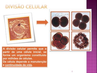 2
A divisão celular permite que a
partir de uma célula inicial, se
forme um organismo constituído
por milhões de células.
Da célula depende a manutenção
e continuidade da vida.
 