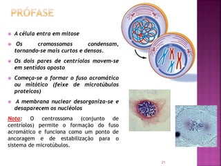  A célula entra em mitose
 Os cromossomas condensam,
tornando-se mais curtos e densos.
 Os dois pares de centríolos movem-se
em sentidos oposto
 Começa-se a formar o fuso acromático
ou mitótico (feixe de microtúbulos
proteicos)
 A membrana nuclear desorganiza-se e
desaparecem os nucléolos
Nota: O centrossoma (conjunto de
centríolos) permite o formação do fuso
acromático e funciona como um ponto de
ancoragem e de estabilização para o
sistema de microtúbulos.
21
 