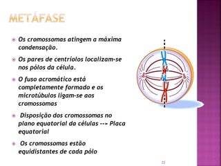  Os cromossomas atingem a máxima
condensação.
 Os pares de centríolos localizam-se
nos pólos da célula.
 O fuso acromático está
completamente formado e os
microtúbulos ligam-se aos
cromossomas
 Disposição dos cromossomas no
plano equatorial da células --» Placa
equatorial
 Os cromossomas estão
equidistantes de cada pólo
22
 