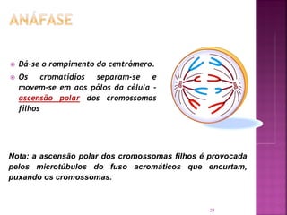  Dá-se o rompimento do centrómero.
 Os cromatídios separam-se e
movem-se em aos pólos da célula –
ascensão polar dos cromossomas
filhos
24
Nota: a ascensão polar dos cromossomas filhos é provocada
pelos microtúbulos do fuso acromáticos que encurtam,
puxando os cromossomas.
 