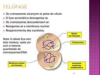 Os cromossomas alcançam os polos da célula
 O fuso acromático desorganiza-se
 Os cromossomas descondensam-se
 Reorganiza-se a membrana nuclear
 Reaparecimento dos nucléolos.
25
Nota: A célula fica com
dois núcleos, cada um
com a mesma
quantidade de
cromossomas/DNA.
 