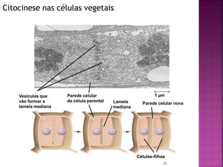 Citocinese nas células vegetais
28
Células-filhas
1 µmVesículas que
vão formar a
lamela mediana
Parede celular
da célula parental Lamela
mediana
Parede celular nova
 