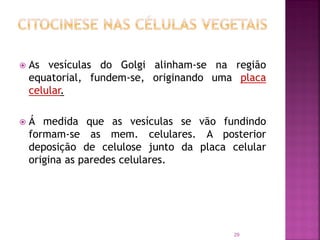  As vesículas do Golgi alinham-se na região
equatorial, fundem-se, originando uma placa
celular.
 Á medida que as vesículas se vão fundindo
formam-se as mem. celulares. A posterior
deposição de celulose junto da placa celular
origina as paredes celulares.
29
 