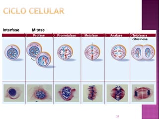 33
Interfase Mitose
Profase Prometafase Metafase Anafase Telofase e
citocinese
 