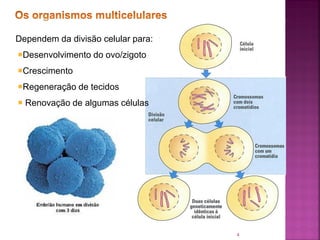 4
Dependem da divisão celular para:
Desenvolvimento do ovo/zigoto
Crescimento
Regeneração de tecidos
 Renovação de algumas células
 