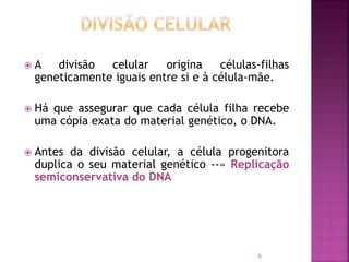5
 A divisão celular origina células-filhas
geneticamente iguais entre si e à célula-mãe.
 Há que assegurar que cada célula filha recebe
uma cópia exata do material genético, o DNA.
 Antes da divisão celular, a célula progenitora
duplica o seu material genético --» Replicação
semiconservativa do DNA
 