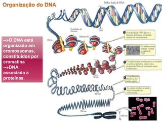 6
--»O DNA está
organizado em
cromossomas,
constituídos por
cromatina
--»DNA
associada a
proteínas.
 