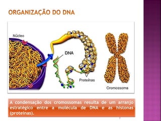 7
A condensação dos cromossomas resulta de um arranjo
estratégico entre a molécula de DNA e as histonas
(proteínas).
 