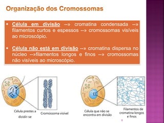 8
 Célula em divisão --» cromatina condensada --»
filamentos curtos e espessos --» cromossomas visíveis
ao microscópio.
 Célula não está em divisão --» cromatina dispersa no
núcleo --»filamentos longos e finos --» cromossomas
não visíveis ao microscópio.
Célula prestes a
dividir-se
Célula que não se
encontra em divisãoCromossoma visível
Filamentos de
cromatina longos
e finos
 