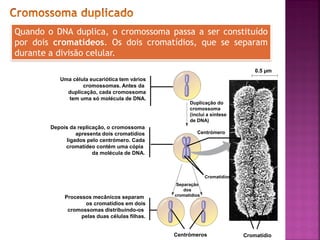 9
0.5 µm
Duplicação do
cromossoma
(inclui a síntese
de DNA)
Centrómero
Separação
dos
cromatídios
Cromatídios
Centrómeros Cromatídio
Uma célula eucariótica tem vários
cromossomas. Antes da
duplicação, cada cromossoma
tem uma só molécula de DNA.
Depois da replicação, o cromossoma
apresenta dois cromatídios
ligados pelo centrómero. Cada
cromatídeo contém uma cópia
da molécula de DNA.
Processos mecânicos separam
os cromatídios em dois
cromossomas distribuindo-os
pelas duas células filhas.
Quando o DNA duplica, o cromossoma passa a ser constituído
por dois cromatídeos. Os dois cromatídios, que se separam
durante a divisão celular.
 