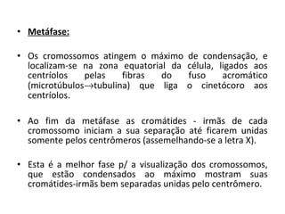 • Metáfase:
• Os  cromossomos  atingem  o  máximo  de  condensação,  e 
localizam-se  na  zona  equatorial  da  célula,  ligados  aos 
centríolos  pelas  fibras  do  fuso  acromático 
(microtúbulos→tubulina)  que  liga  o  cinetócoro  aos 
centríolos.
• Ao  fim  da  metáfase  as  cromátides  -  irmãs  de  cada 
cromossomo  iniciam  a  sua  separação  até  ficarem  unidas 
somente pelos centrômeros (assemelhando-se a letra X).
• Esta  é  a  melhor  fase  p/  a  visualização  dos  cromossomos, 
que  estão  condensados  ao  máximo  mostram  suas 
cromátides-irmãs bem separadas unidas pelo centrômero.
 
