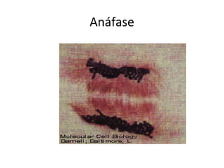 Anáfase
 