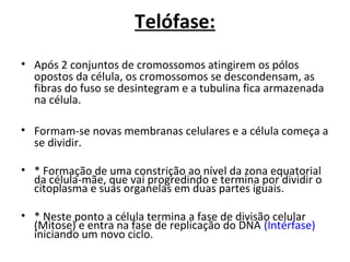 Telófase:
• Após 2 conjuntos de cromossomos atingirem os pólos 
opostos da célula, os cromossomos se descondensam, as 
fibras do fuso se desintegram e a tubulina fica armazenada 
na célula.
• Formam-se novas membranas celulares e a célula começa a 
se dividir.
• * Formação de uma constrição ao nível da zona equatorial 
da célula-mãe, que vai progredindo e termina por dividir o 
citoplasma e suas organelas em duas partes iguais. 
• * Neste ponto a célula termina a fase de divisão celular 
(Mitose) e entra na fase de replicação do DNA (Intérfase) 
iniciando um novo ciclo.
 