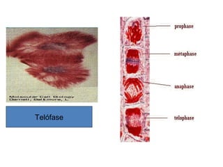 Telófase
 