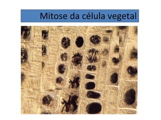 Mitose da célula vegetal
 