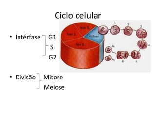 Ciclo celular
• Intérfase G1
S
G2
• Divisão Mitose
Meiose
 