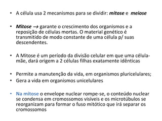 • A célula usa 2 mecanismos para se dividir: mitose e meiose
• Mitose → garante o crescimento dos organismos e a
reposição de células mortas. O material genético é
transmitido de modo constante de uma célula p/ suas
descendentes.
• A Mitose é um período da divisão celular em que uma célula-
mãe, dará origem a 2 células filhas exatamente idênticas
• Permite a manutenção da vida, em organismos pluricelulares;
• Gera a vida em organismos unicelulares
• Na mitose o envelope nuclear rompe-se, o conteúdo nuclear
se condensa em cromossomos visíveis e os microtúbulos se
reorganizam para formar o fuso mitótico que irá separar os
cromossomos
 