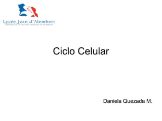 Ciclo Celular
Daniela Quezada M.
 