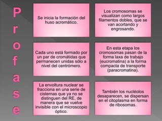 Se inicia la formación del
huso acromático.
Los cromosomas se
visualizan como largos
filamentos dobles, que se
van acortando y
engrosando.
Cada uno está formado por
un par de cromátidas que
permanecen unidas sólo a
nivel del centrómero.
En esta etapa los
cromosomas pasan de la
forma laxa de trabajo
(eucromatina) a la forma
compacta de transporte
(paracromatina).
La envoltura nuclear se
fracciona en una serie de
cisternas que ya no se
distinguen del RE, de
manera que se vuelve
invisible con el microscopio
óptico.
También los nucléolos
desaparecen, se dispersan
en el citoplasma en forma
de ribosomas.
 