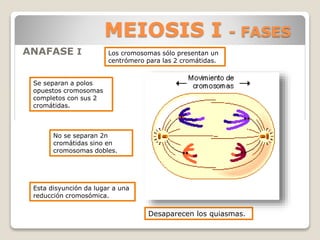 MEIOSIS I - FASES
ANAFASE I Los cromosomas sólo presentan un
centrómero para las 2 cromátidas.
Esta disyunción da lugar a una
reducción cromosómica.
Se separan a polos
opuestos cromosomas
completos con sus 2
cromátidas.
No se separan 2n
cromátidas sino en
cromosomas dobles.
Desaparecen los quiasmas.
 