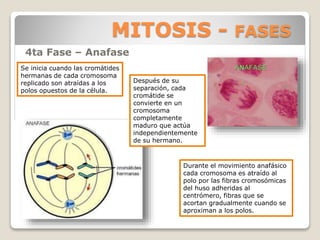 MITOSIS - FASES
4ta Fase – Anafase
Se inicia cuando las cromátides
hermanas de cada cromosoma
replicado son atraídas a los
polos opuestos de la célula.
Durante el movimiento anafásico
cada cromosoma es atraído al
polo por las fibras cromosómicas
del huso adheridas al
centrómero, fibras que se
acortan gradualmente cuando se
aproximan a los polos.
Después de su
separación, cada
cromátide se
convierte en un
cromosoma
completamente
maduro que actúa
independientemente
de su hermano.
 