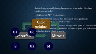Antes de que una célula pueda comenzar la mitosis y dividirse
efectivamente debe:
• Duplicar su ADN cromosómico
• Sintetizar mayor cantidad de histonas y otras proteínas
asociadas al ADN de los cromosomas
• Producir una reserva adecuada de organelos para las dos células
hijas y ensamblar las estructuras necesarias para que se lleven a
cabo la mitosis y la citocinesis.
Ciclo
celular
Interfase Mitosis
G1
S G2 M
G0
 